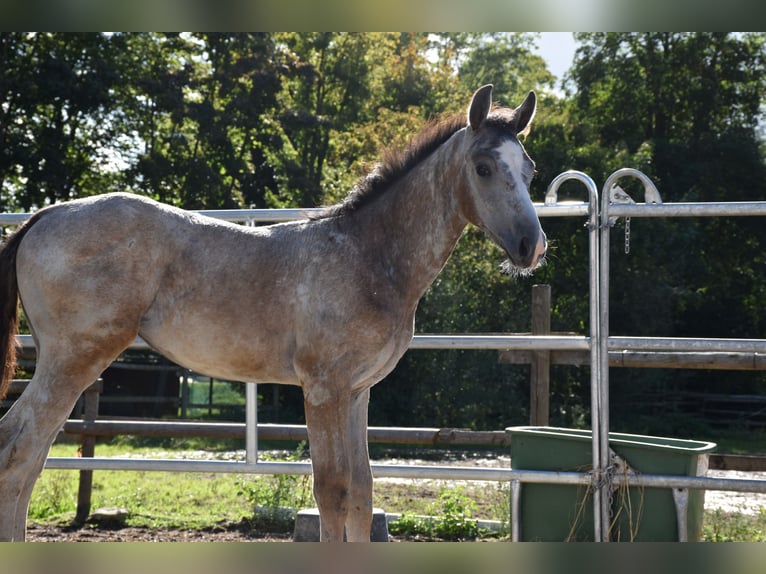 German Sport Horse Stallion Foal (06/2025) 17 hh Grey in Bad Mergentheim
