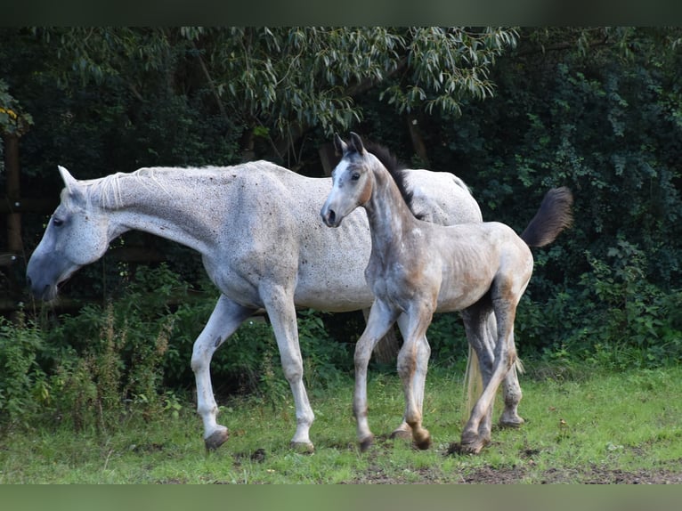 German Sport Horse Stallion Foal (06/2025) 17 hh Grey in Bad Mergentheim