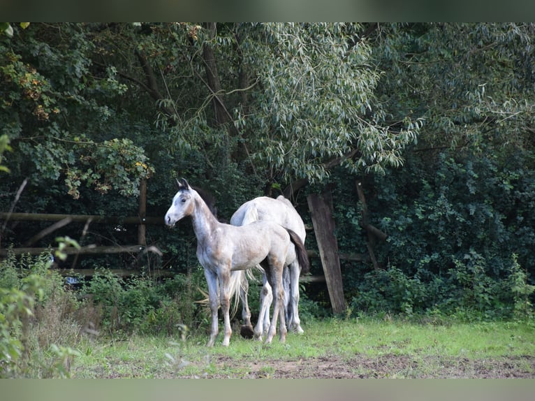 German Sport Horse Stallion Foal (06/2025) 17 hh Grey in Bad Mergentheim
