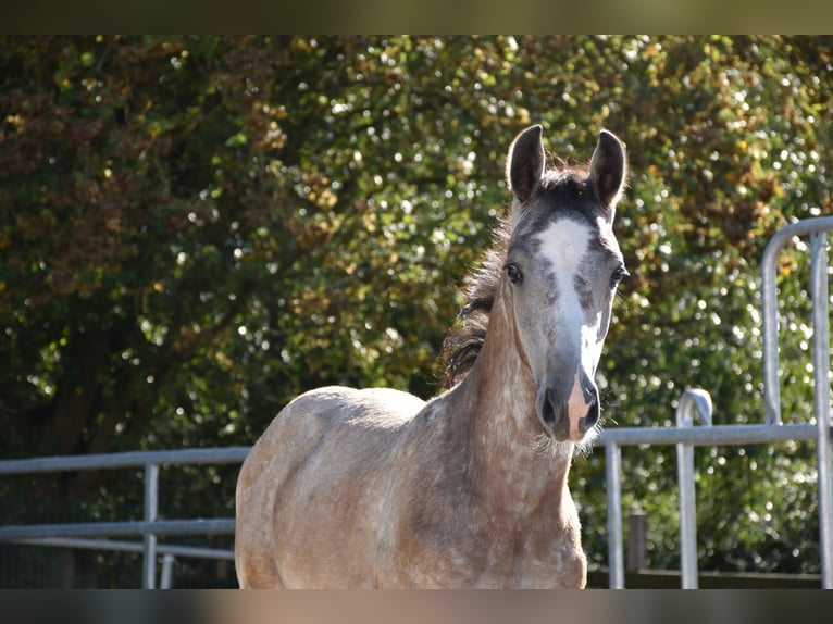 German Sport Horse Stallion Foal (06/2025) 17 hh Grey in Bad Mergentheim