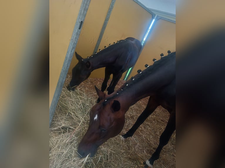 German Sport Horse Stallion Foal (03/2026) 17 hh Smoky-Black in Frauenstein