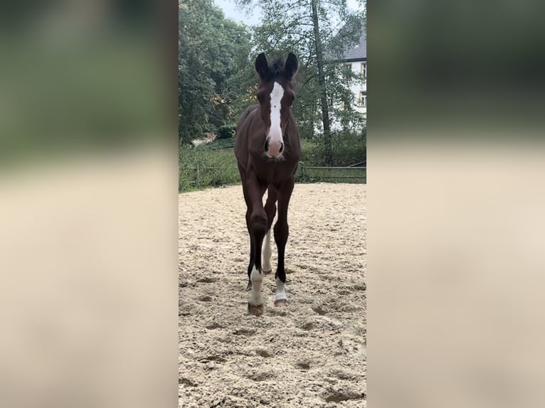 German Sport Horse Stallion Foal (04/2025) 18 hh Bay in M&#xF6;hnesee