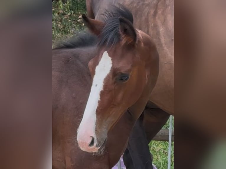 German Sport Horse Stallion Foal (04/2025) 18 hh Bay in M&#xF6;hnesee