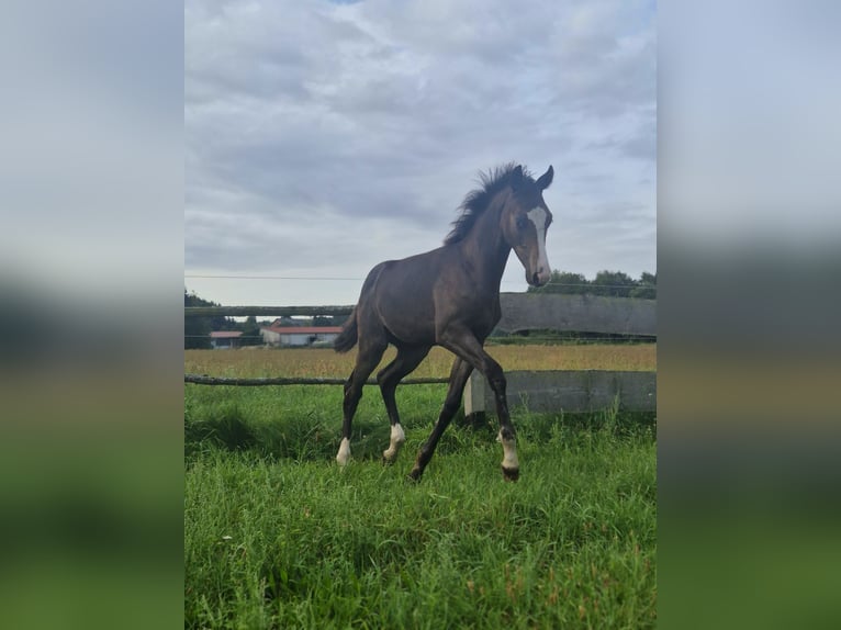 German Sport Horse Stallion Foal (01/2024) Bay-Dark in Beetzendorf