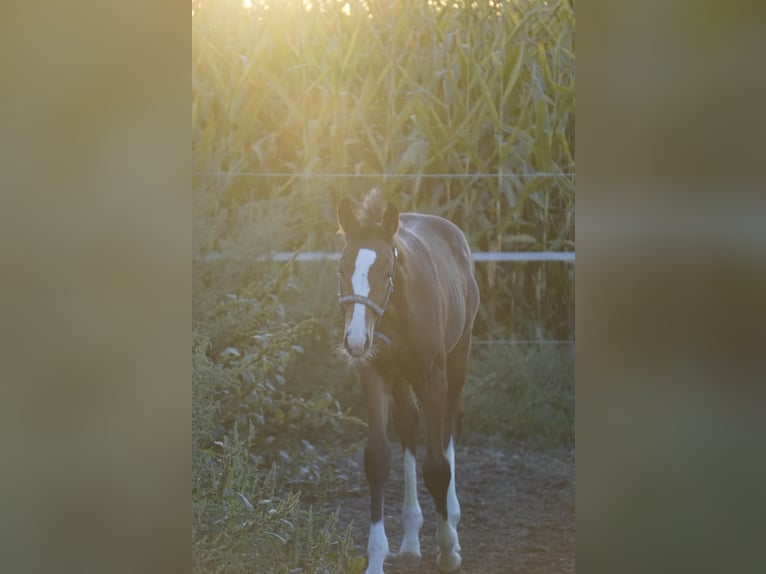 German Sport Horse Stallion Foal (05/2025) Bay-Dark in Bergheim