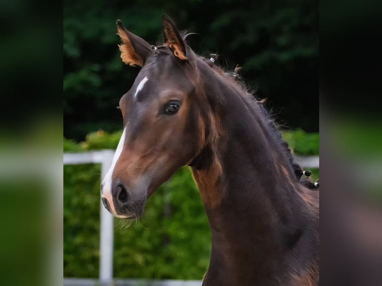 German Sport Horse Stallion Foal (03/2025) Bay-Dark in Bernstadt auf dem Eigen