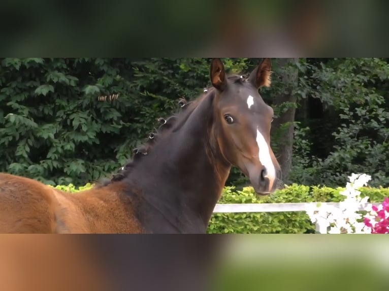 German Sport Horse Stallion Foal (03/2025) Bay-Dark in Bernstadt auf dem Eigen