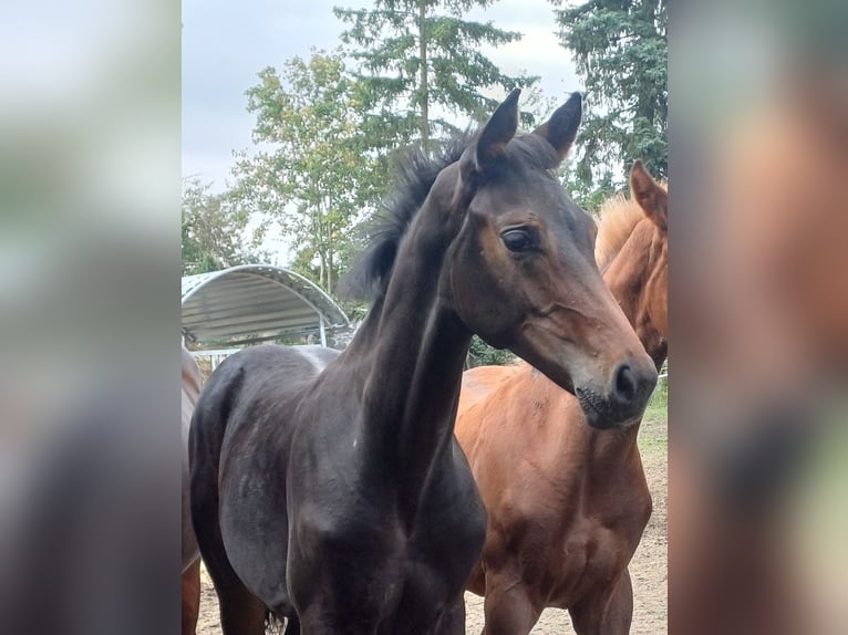 German Sport Horse Stallion Foal (05/2025) Bay-Dark in Ringelsdorf
