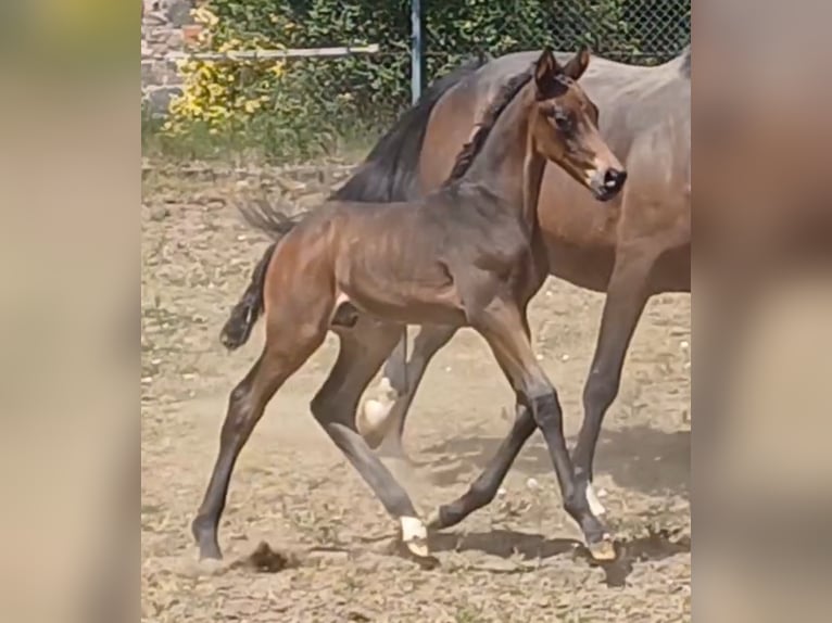 German Sport Horse Stallion Foal (05/2025) Bay-Dark in Ringelsdorf