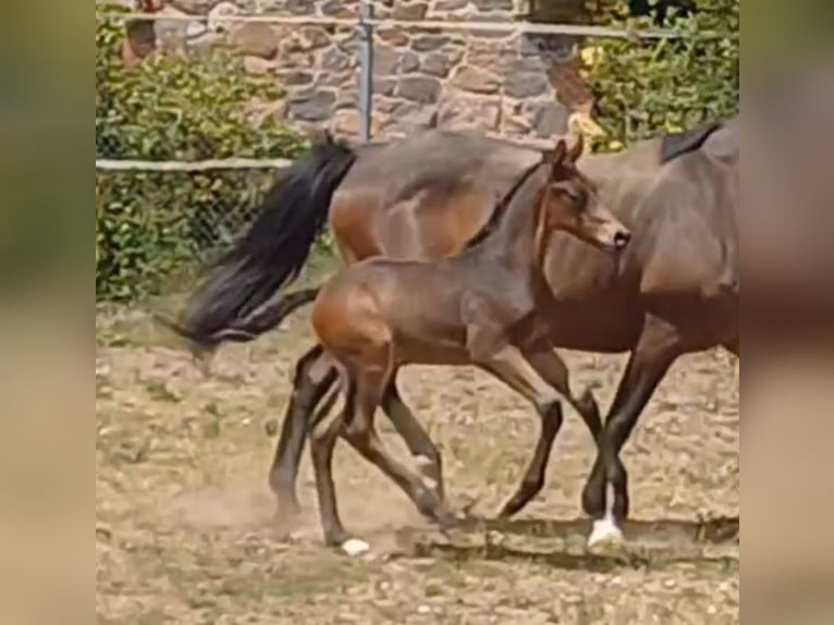 German Sport Horse Stallion Foal (05/2025) Bay-Dark in Ringelsdorf