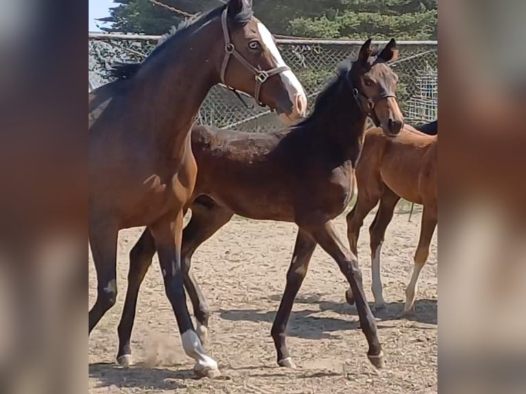 German Sport Horse Stallion Foal (05/2025) Bay-Dark in Ringelsdorf