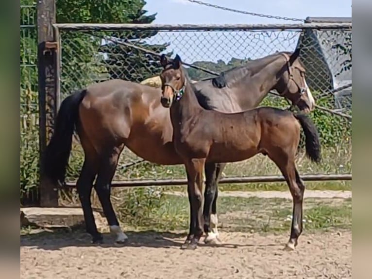 German Sport Horse Stallion Foal (05/2025) Bay-Dark in Ringelsdorf