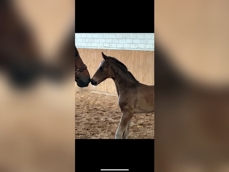 German Sport Horse Stallion Foal (04/2024) Bay-Dark in Heistenbach