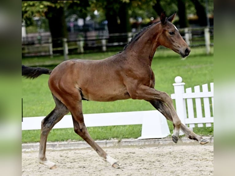 German Sport Horse Stallion Foal (05/2023) Bay-Dark in Bruchmühlbach-Miesau