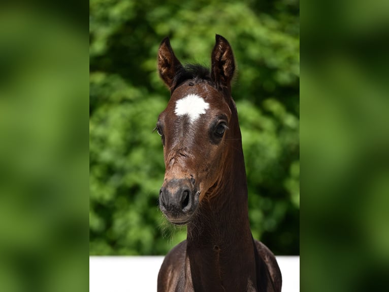 German Sport Horse Stallion Foal (05/2025) Bay-Dark in Gomadingen