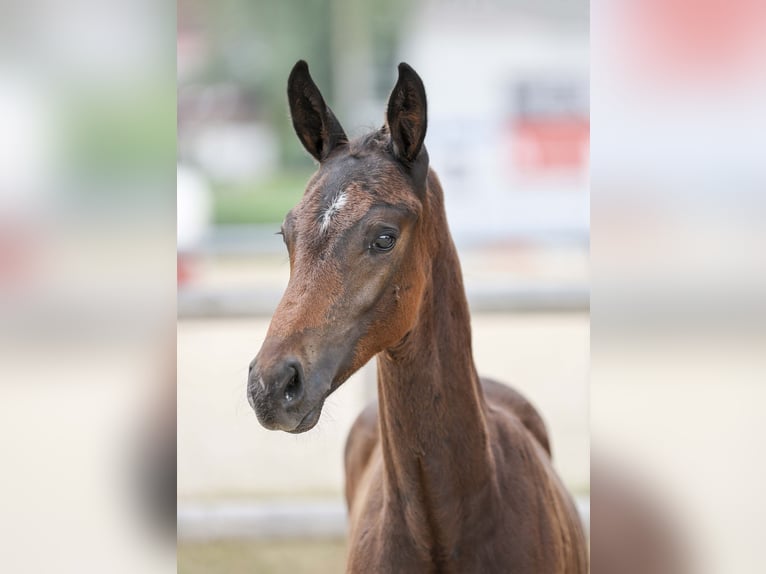 German Sport Horse Stallion Foal (04/2025) Bay-Dark in Gomadingen
