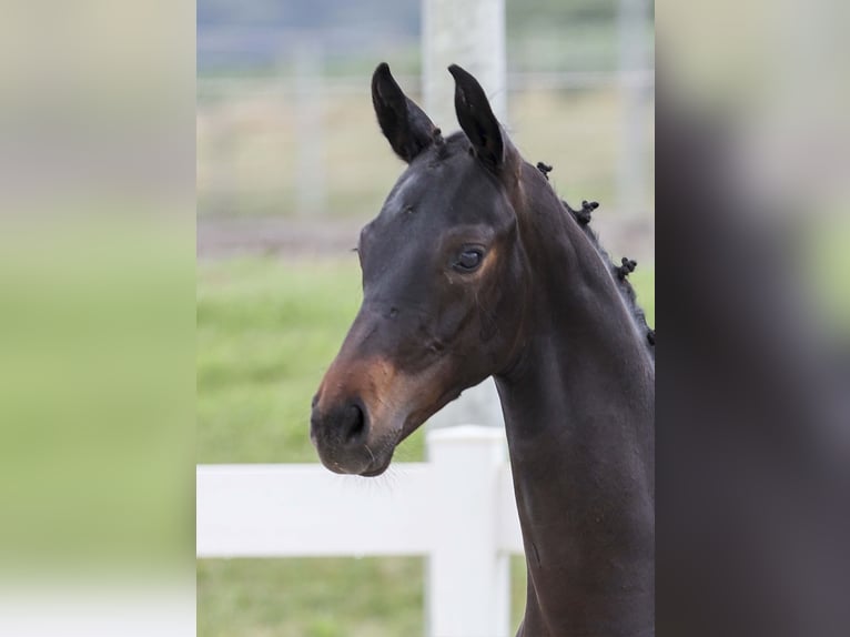 German Sport Horse Stallion Foal (03/2025) Bay-Dark in Gomadingen