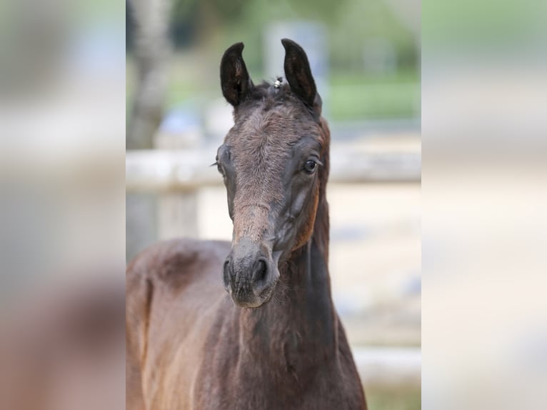 German Sport Horse Stallion Foal (05/2025) Bay-Dark in Gomadingen