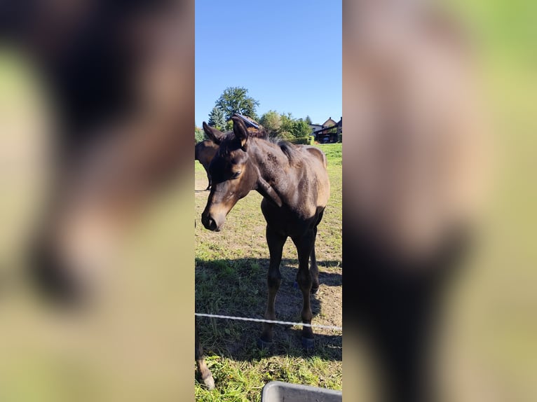 German Sport Horse Stallion Foal (05/2025) Bay-Dark in Mittelbach bei Chemnitz