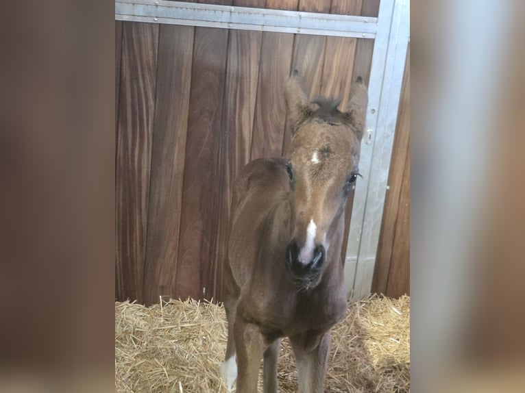 German Sport Horse Stallion Foal (04/2026) Bay-Dark in Moosburg