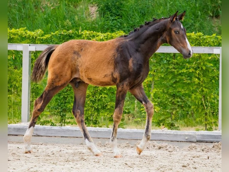 German Sport Horse Stallion Foal (03/2025) Bay-Dark in Moritzburg