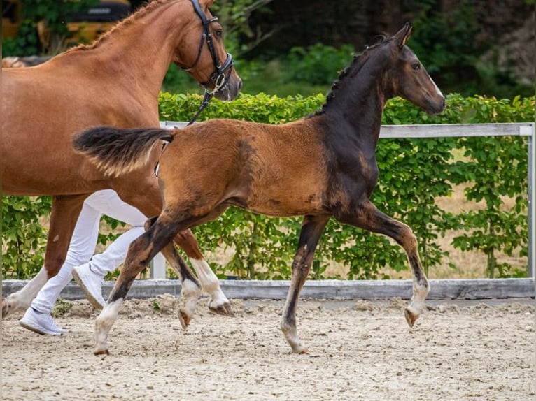 German Sport Horse Stallion Foal (03/2025) Bay-Dark in Moritzburg