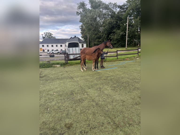 German Sport Horse Stallion Foal (06/2025) Bay-Dark in Mulda