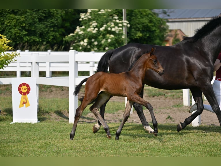 German Sport Horse Stallion Foal (05/2025) Bay-Dark in Sch&#xF6;nwalde-Glien