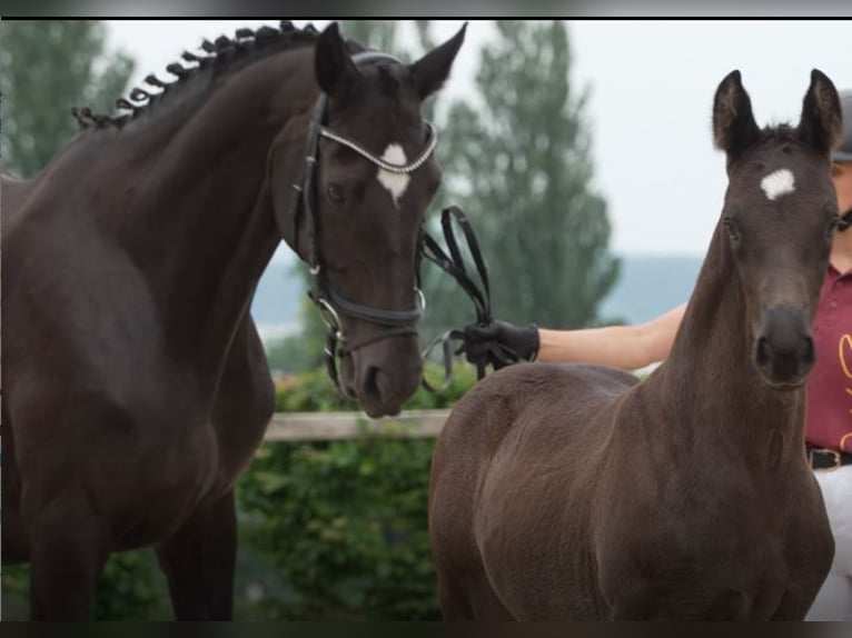 German Sport Horse Stallion Foal (05/2025) Bay-Dark in M&#xFC;nchen