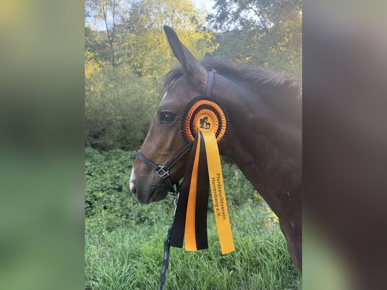 German Sport Horse Stallion Foal (04/2026) Bay-Dark in Unterreichenbach