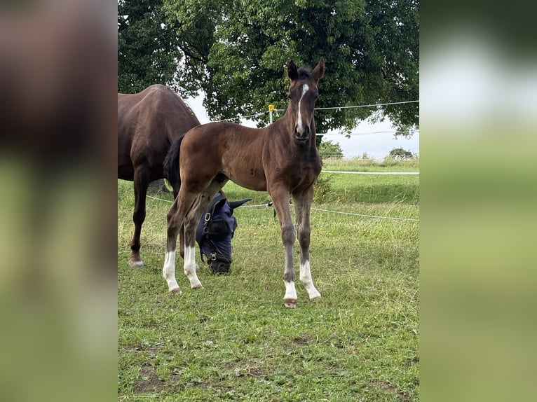 German Sport Horse Stallion Foal (04/2026) Bay-Dark in Wolpertshausen