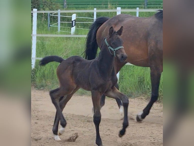 German Sport Horse Stallion Foal (04/2025) Bay-Dark in Wustermark