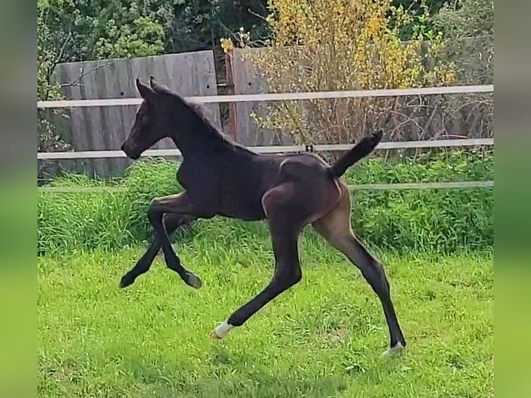 German Sport Horse Stallion Foal (04/2025) Bay-Dark in Wustermark