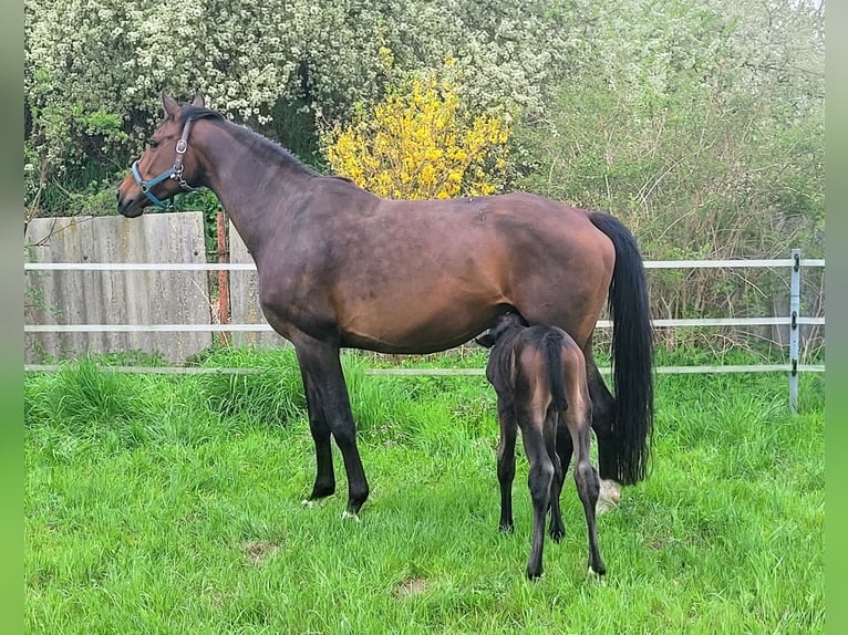 German Sport Horse Stallion Foal (04/2025) Bay-Dark in Wustermark