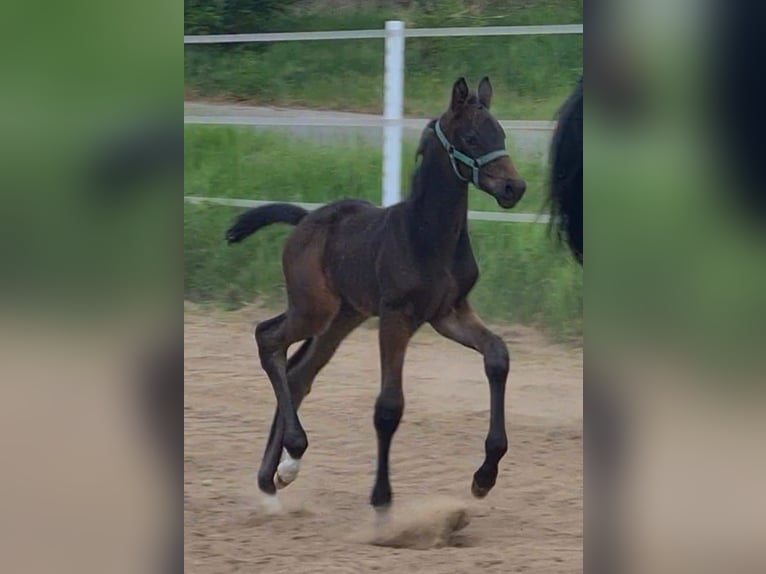 German Sport Horse Stallion Foal (04/2025) Bay-Dark in Wustermark