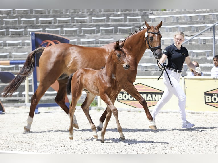 German Sport Horse Stallion Foal (05/2026) Bay-Dark in Diedorf