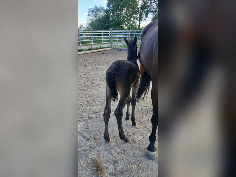 German Sport Horse Stallion Foal (05/2026) Bay-Dark in Günzburg