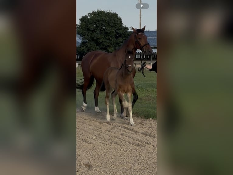 German Sport Horse Stallion Foal (01/2026) Bay-Dark in Uckerland
