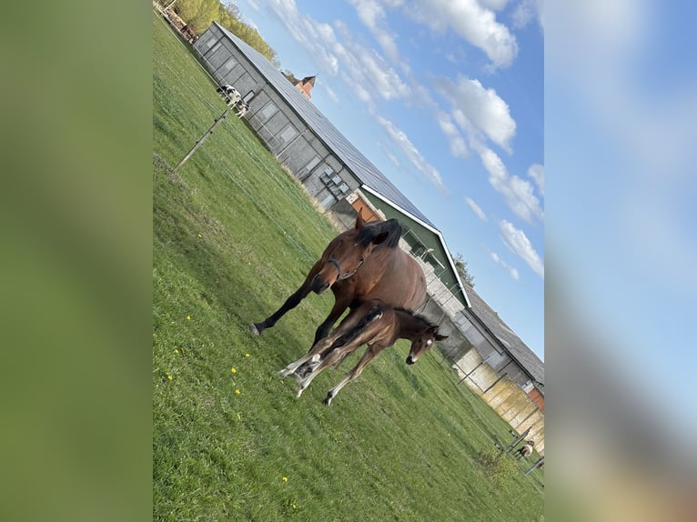 German Sport Horse Stallion Foal (01/2026) Bay-Dark in Uckerland