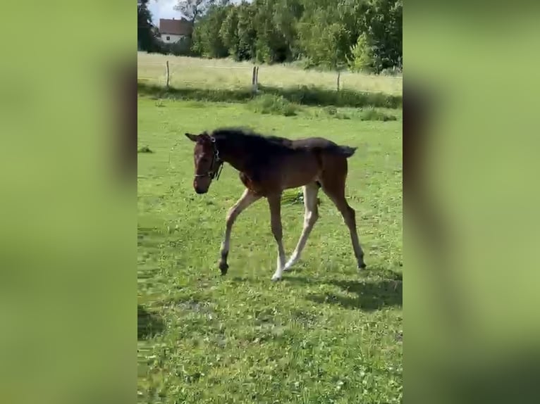 German Sport Horse Stallion  Bay-Dark in Weil