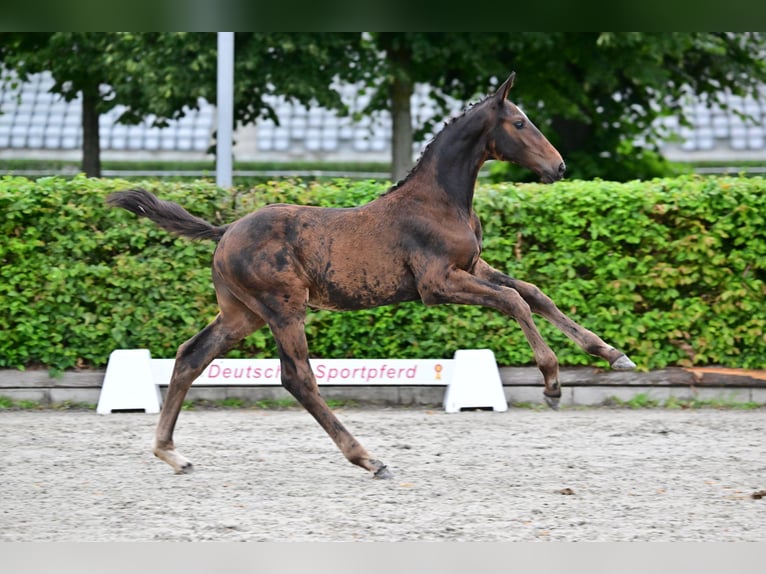 German Sport Horse Stallion Foal (04/2023) Bay-Dark in Jerichow