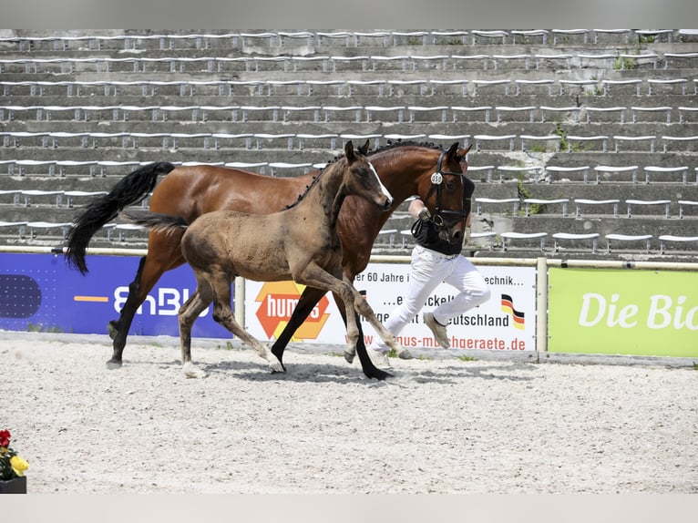 German Sport Horse Stallion Foal (03/2025) Bay-Dark in Fronhofen