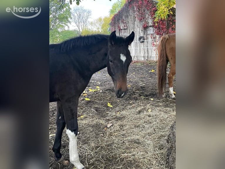 German Sport Horse Stallion Foal (06/2026) Bay-Dark in Seedorf