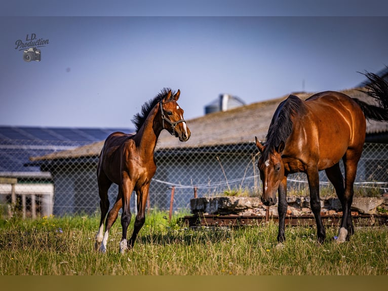 German Sport Horse Stallion Foal (04/2025) Bay-Dark in Uckerland