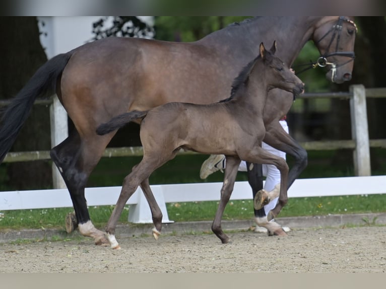 German Sport Horse Stallion Foal (05/2026) Black in Börrstadt