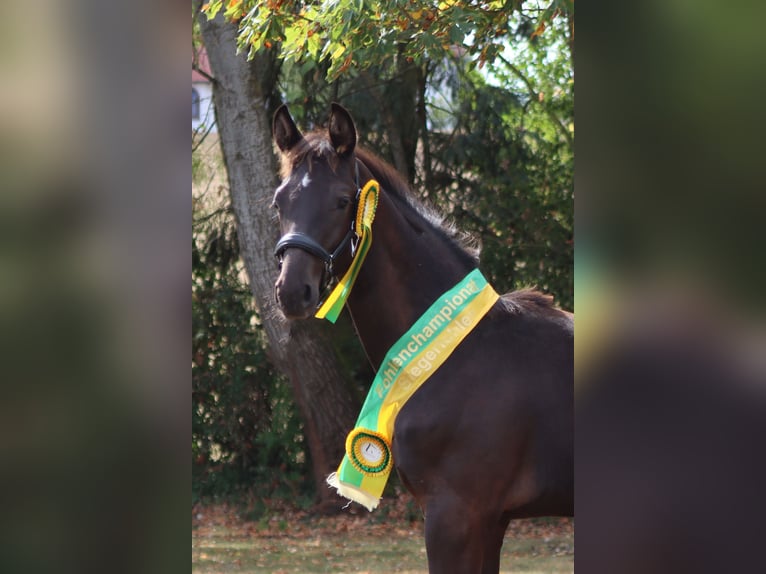 German Sport Horse Stallion Foal (04/2026) Black in Börrstadt
