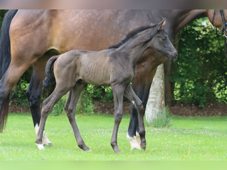 German Sport Horse Stallion Foal (05/2026) Black in Börrstadt