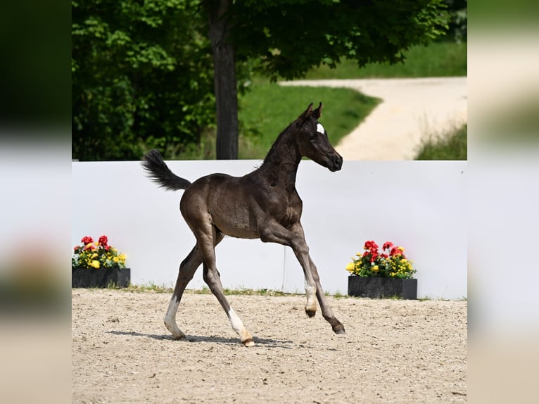 German Sport Horse Stallion  Black in R&#xF6;merstein