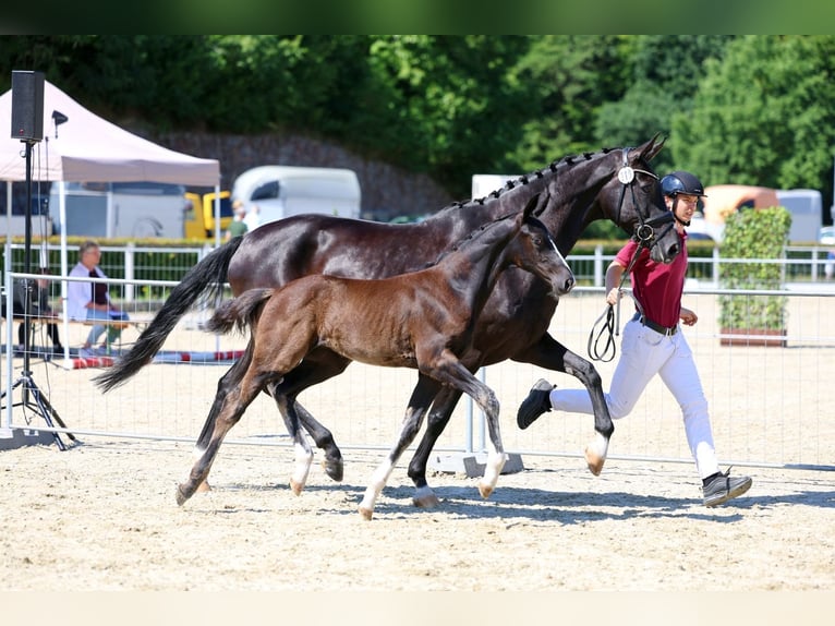 German Sport Horse Stallion Foal (04/2026) Black in Priestewitz