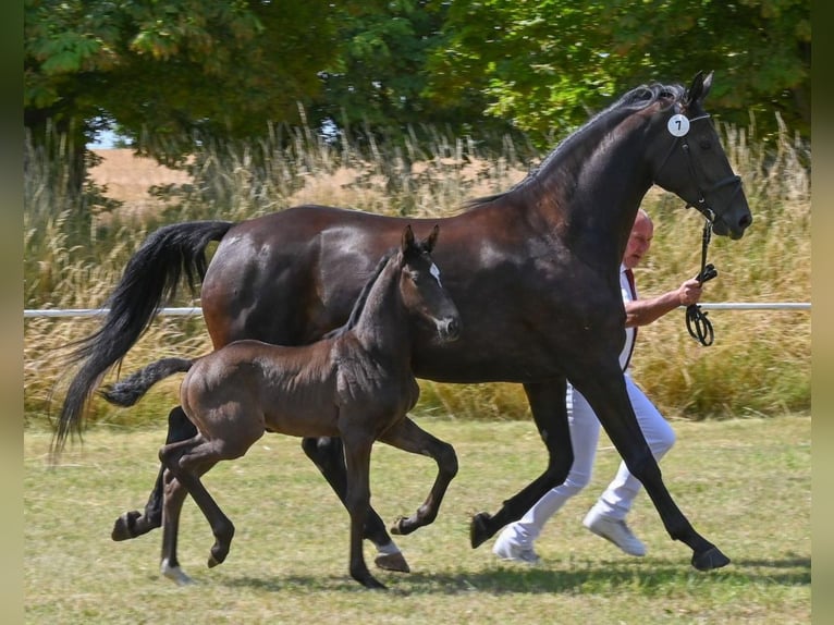 German Sport Horse Stallion  Black in Sch&#xF6;nebeck (Elbe)